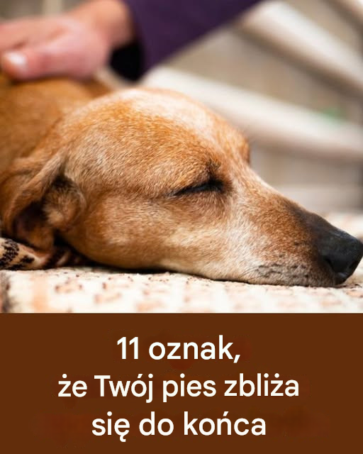 Charakterystyczne oznaki starości u Twojego wiernego czworonożnego towarzysza…