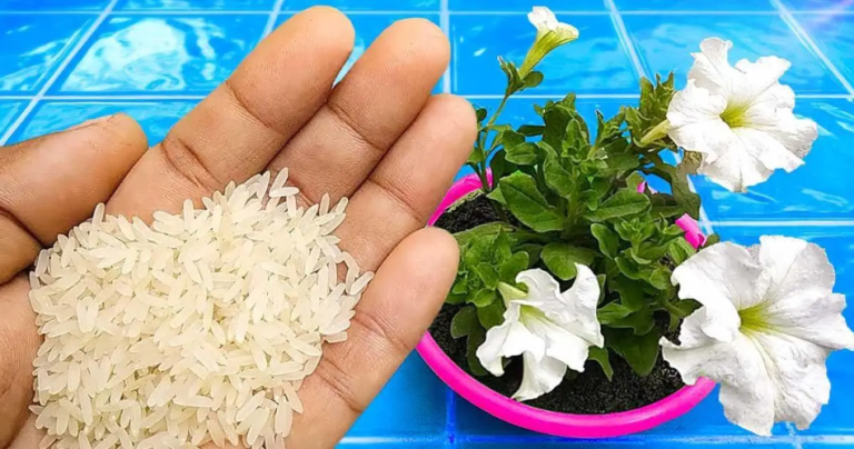Dzięki temu naturalnemu nawozowi Twoje rośliny rosną dwa razy szybciej