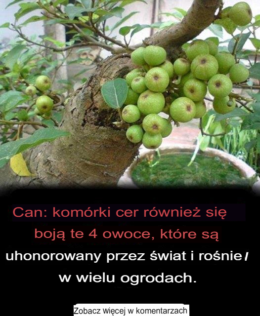 Komórki jajowe również boją się tych 4 owoców, które są czczone na całym świecie i rosną w wielu ogrodach
