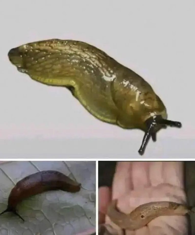 Kiedy ślimak odwiedza Twój dom, oznacza to, że…