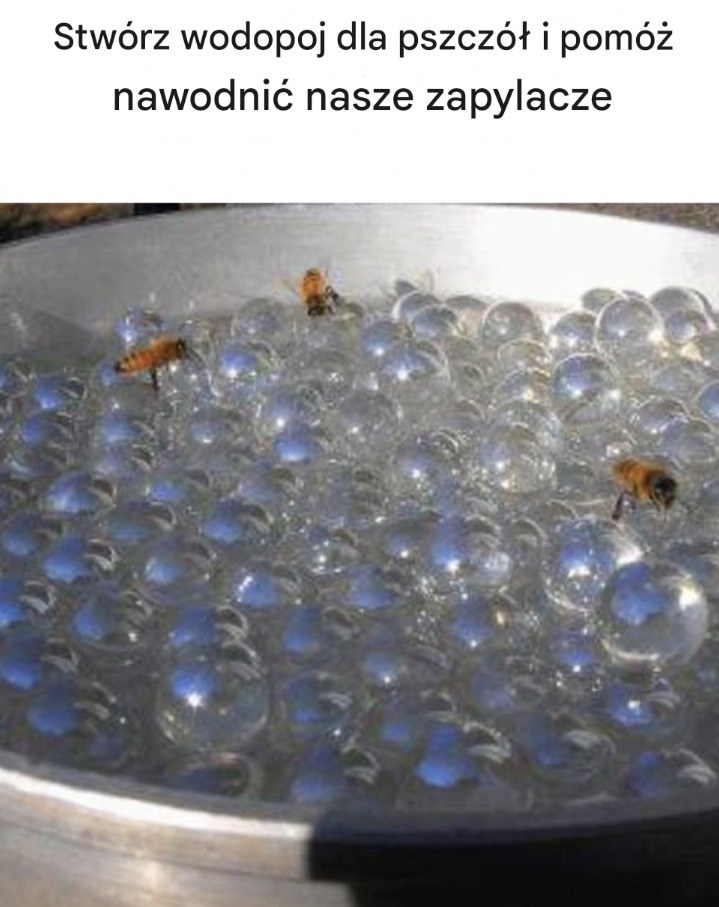 Stwórz wodopoj dla pszczół i pomóż nawodnić nasze zapylacze