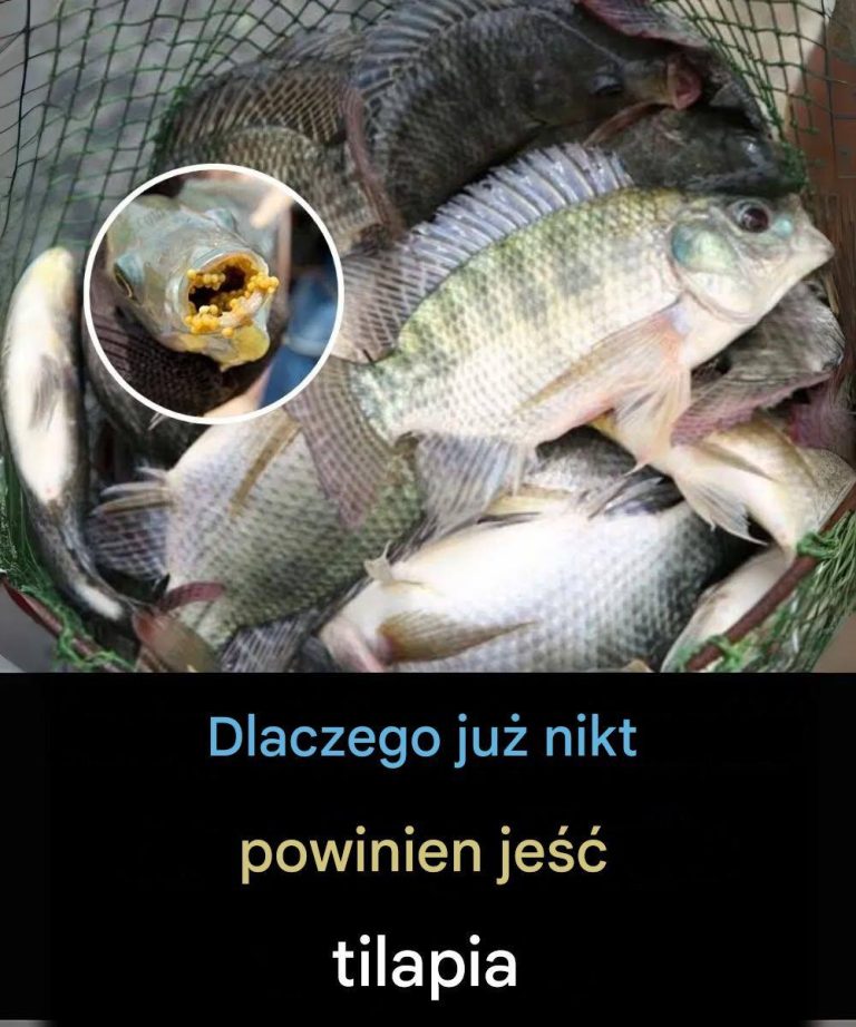 Czy dzieci i osoby starsze powinny regularnie jeść tilapię?
