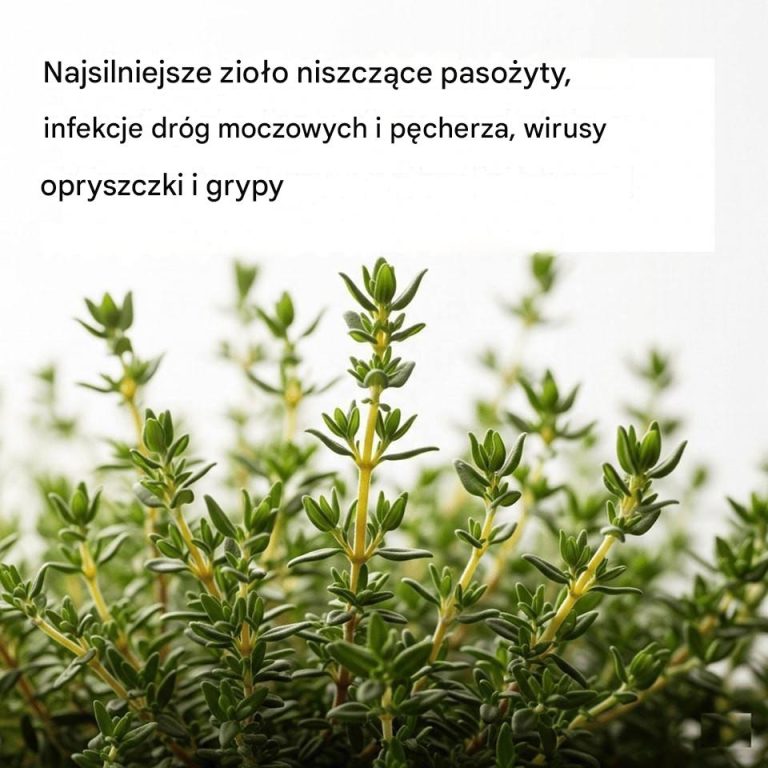 NAJSILNIEJSZE ZIOŁO, KTÓRE NISZCZY PASOŻYTY, INFEKCJE DRÓG MOCZOWYCH I PĘCHERZA, WIRUSY OPRYSZCZKI I GRYPY