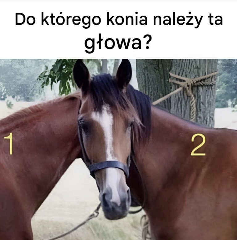 Do którego konia należy ta głowa?