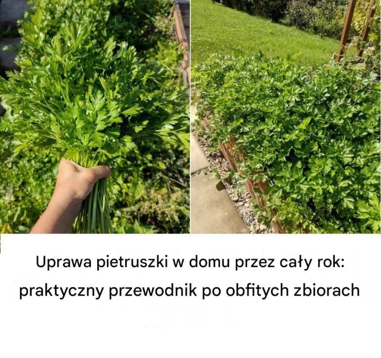 Uprawa pietruszki w domu przez cały rok: praktyczny przewodnik po obfitych zbiorach