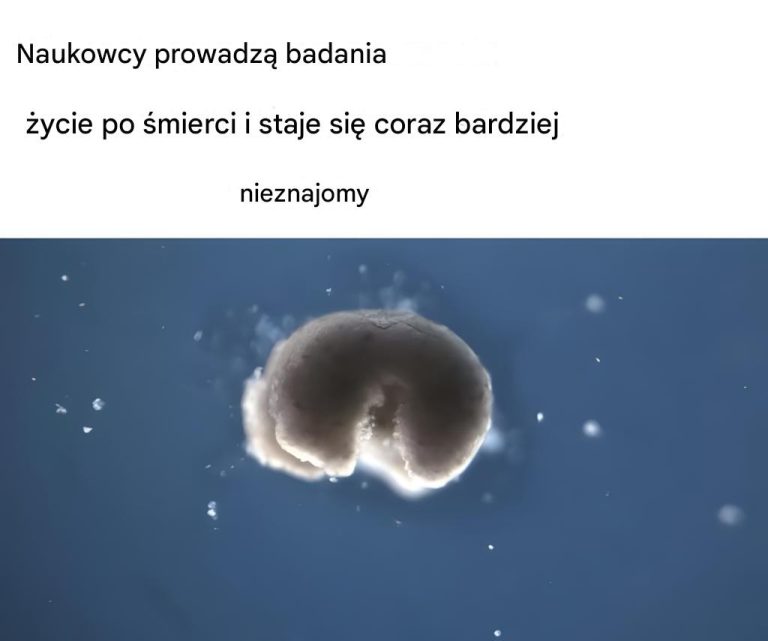 Naukowcy badają życie po śmierci – i staje się ono coraz dziwniejsze…